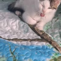Bianca, kotka do adopcji