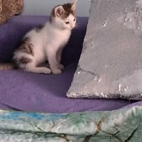 Nico, kot do adopcji
