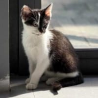 Odi, kot do adopcji
