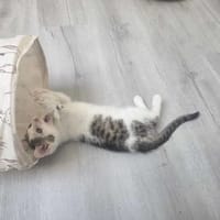 Lucky, kot do adopcji