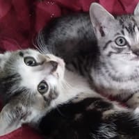 Lilek, kot do adopcji