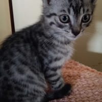 Emil, kot do adopcji