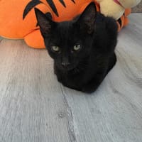 Amon, kot do adopcji