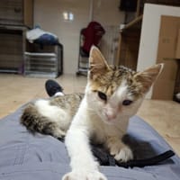 Kalinka, kotka do adopcji