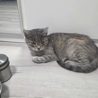 Lunaria, kotka do adopcji