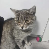 Rabarbar, kot do adopcji