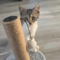 Frotka, kotka do adopcji