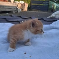 Dyniuś, kot do adopcji
