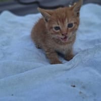 Bursztynek, kot do adopcji