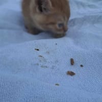 Imbir, kot do adopcji