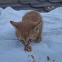 Papryczek, kot do adopcji