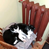 Sahira, kotka do adopcji