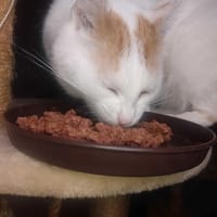 Rudek, kot do adopcji
