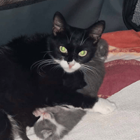 MOON, chatte à adopter