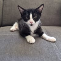 DOMINO, chat à adopter