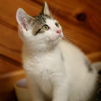 ado, chat à adopter