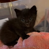 burton, chat à adopter