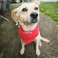 MILKA, chienne à adopter