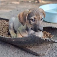Reyna, chienne à adopter