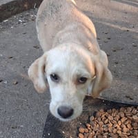 Crème, chienne à adopter