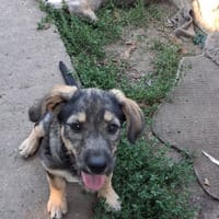 Enola, chienne à adopter