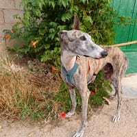 ARGOS, chien à adopter