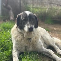 Tim, chien à adopter