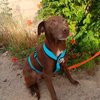 CACAO, chien à adopter
