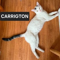 CARRIGTON ET LEONARA, chat à adopter