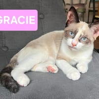 GRACIE À ADOPTER AVEC UN CHAT DÉJÀ PRÉSENT CHEZ VOUS, chatte à adopter