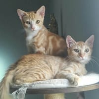 CYRINE et YSEE, chatte à adopter