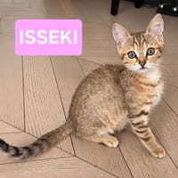 ISSEKI À ADOPTER AVEC UN CHAT DÉJÀ PRÉSENT CHEZ VOUS, chatte à adopter