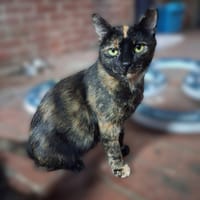 Aqua, poezen ter adoptie