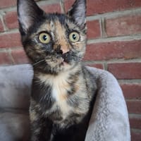 River, poezen ter adoptie
