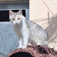 Süßes Katzenmädchen Nevada, Katze zur Adoption