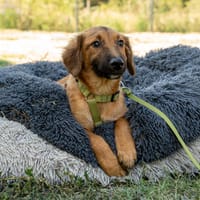 Banzai  junger Herzensbrecher sucht sein Für-Immer-Zuhause, Hund zur Adoption