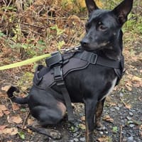 Marco ein kleiner Pinscher sucht sein Zuhause, Hund zur Adoption