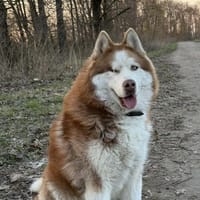 Rudik sucht sein Für-immer-Zuhause, Hund zur Adoption