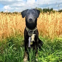 Charmanter Sammy braucht führende Konsequenz, Hund zur Adoption