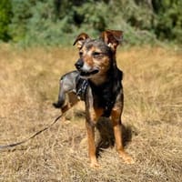 Laki  menschenbezogener Herzenshund sucht sein Für-immer, Hund zur Adoption