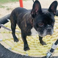 Einzelprinz Roko, Hund zur Adoption