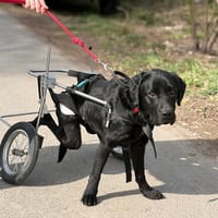 GRAF-VERSCHMUSTER, LUSTIGER HERZENSHUND, Hund zur Adoption