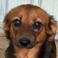 PINKY-zuckersüße, kleinbleibende Junior-Hündin, Hündin zur Adoption