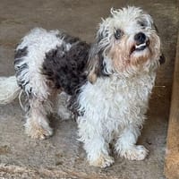 SMILEY-zauberhafter, liebenswürdiger Bichon-Mix-Rüde, Hund zur Adoption