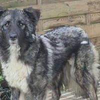 TINKY auf PS in 65597 Hünfelden, Hündin zur Adoption