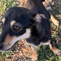 Primadonna, junge Pinscher Hündin, Hündin zur Adoption