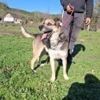 Hallo ich bin Kovo!, Hund zur Adoption