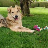 Toffik sucht sein liebevolles Zuhause, Hund zur Adoption