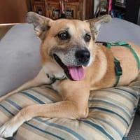 Marlyn, Hündin zur Adoption
