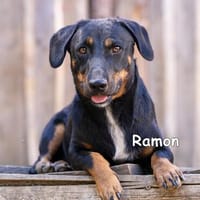 RAMON, Hund zur Adoption
